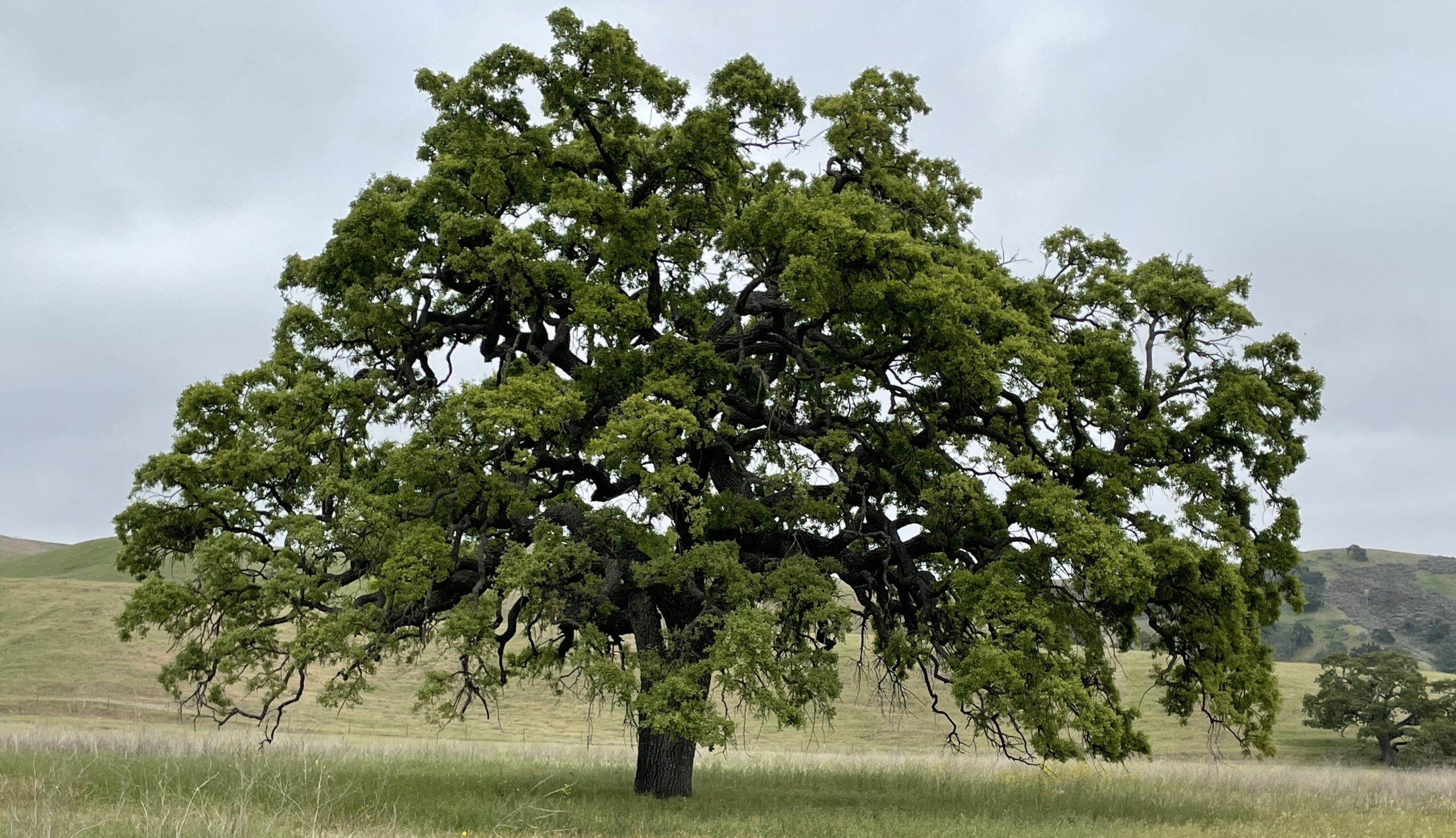 Photo of a valley oak tree