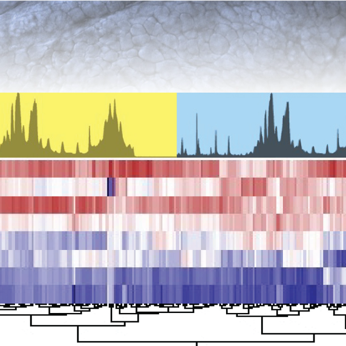 Claudio Villanueva Lab @ UCLA