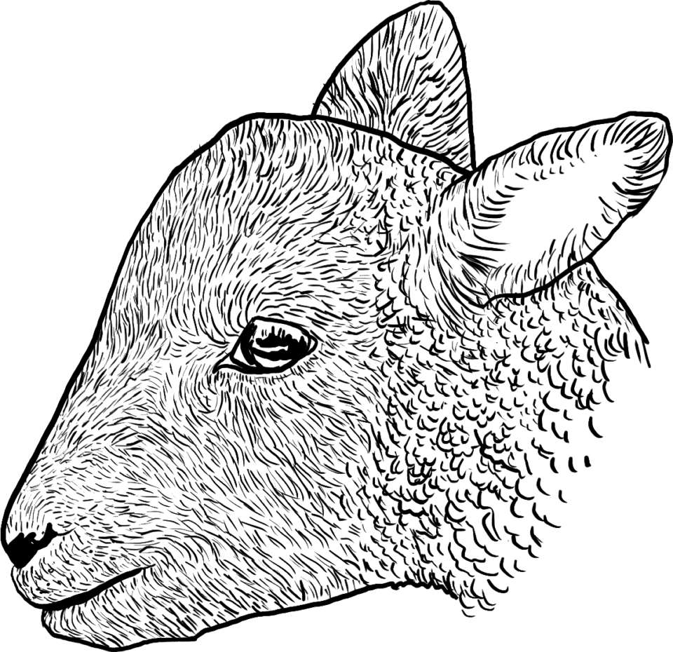 Lamb-No-Background