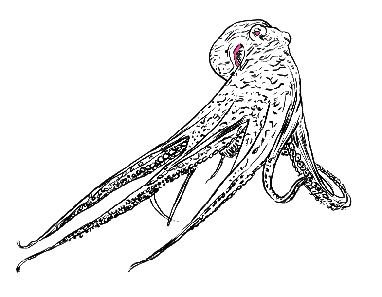 Octopus2