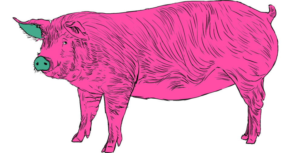 st_Pig