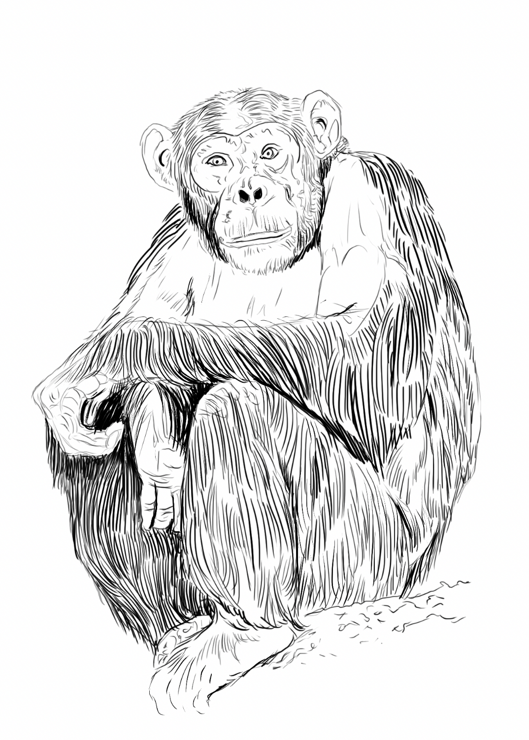 chimpanzee