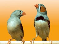 birds_pic