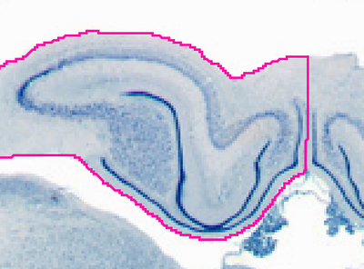 comparative-neuroanatomy
