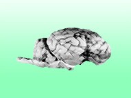 NeuroScholars Program