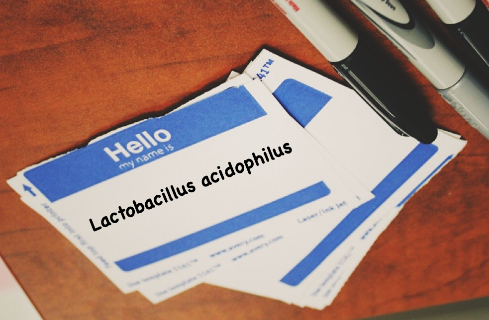 Hello My Name is L. acidophilus