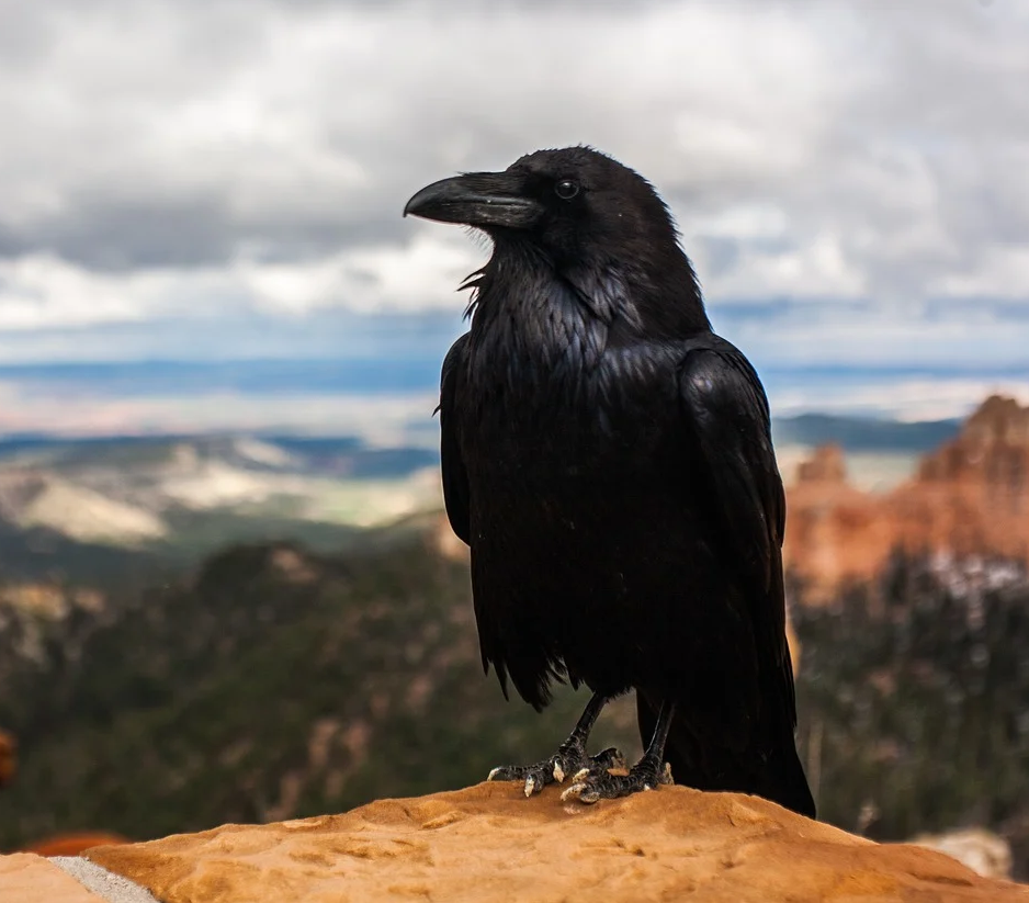 The Cognitive Abilities of Crows